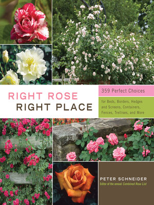 cover image of Right Rose, Right Place